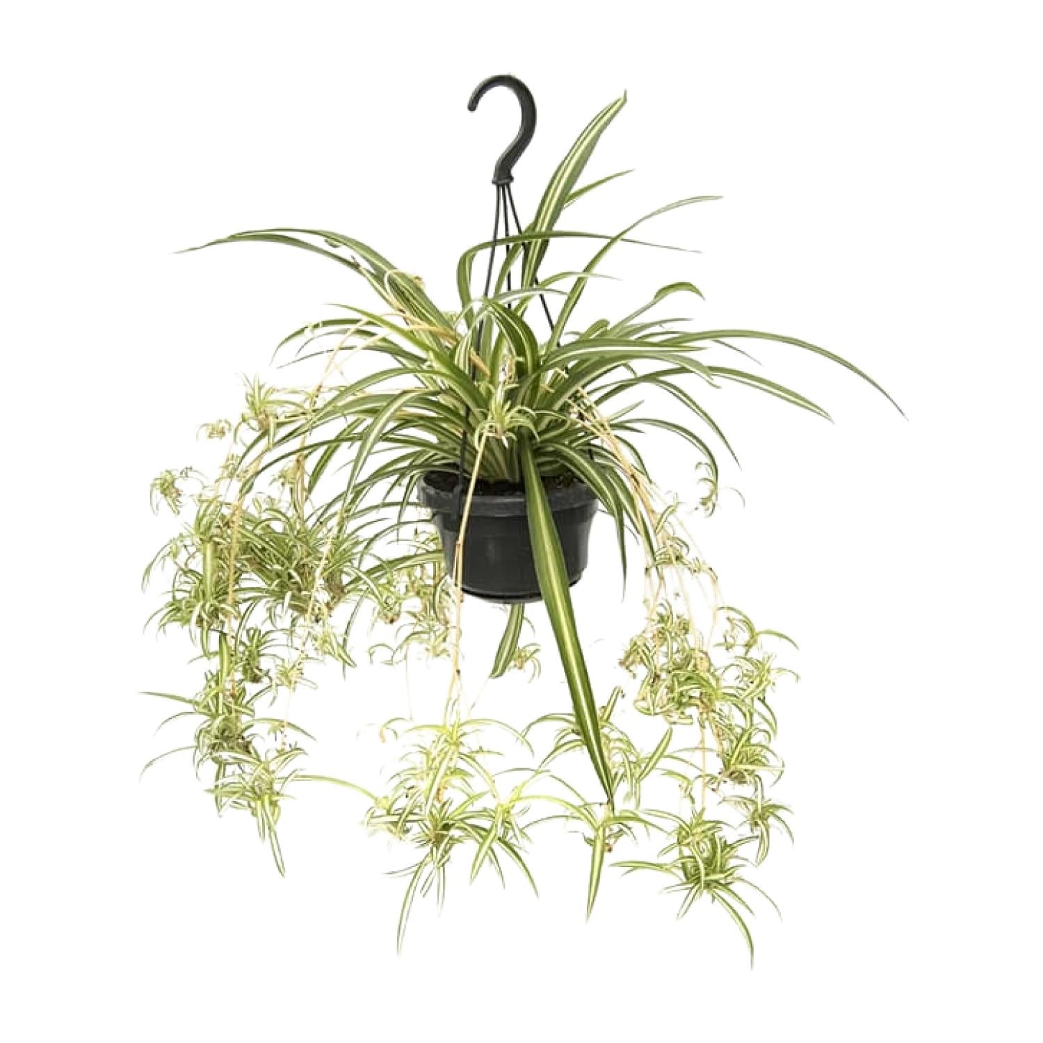 Grünlilie kaufen | Chlorophytum variegatum pflegeleichte Zimmerpflanze