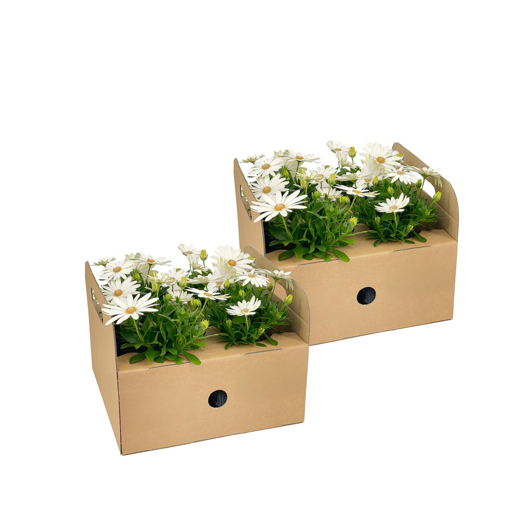 Kapmargerite Weiß 8er Set kaufen | Osteospermum für Balkon & Garten
