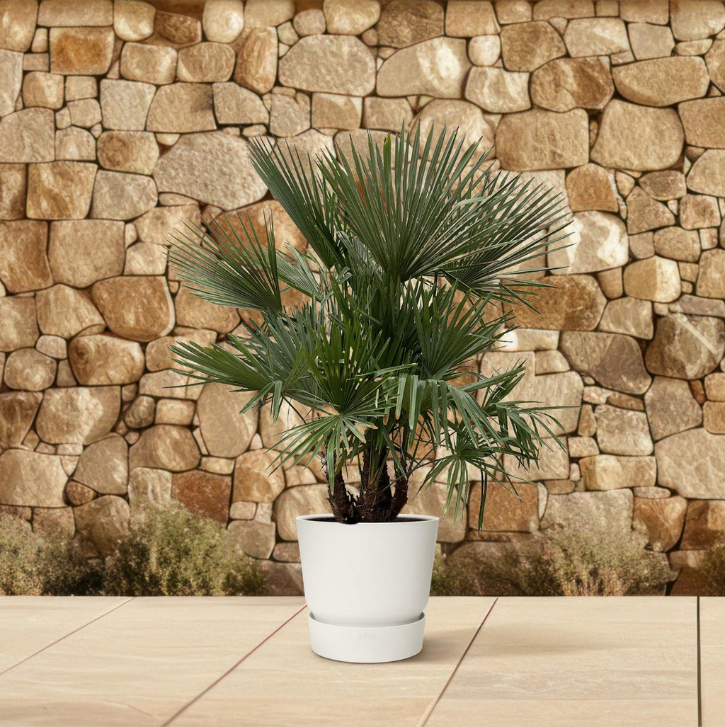 Hanfpalme - Trachycarpus multi stam - 230cm- Ø50