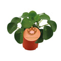 Pilea klein kaufen | Ufopflanze für Fensterbank & kleine Räume