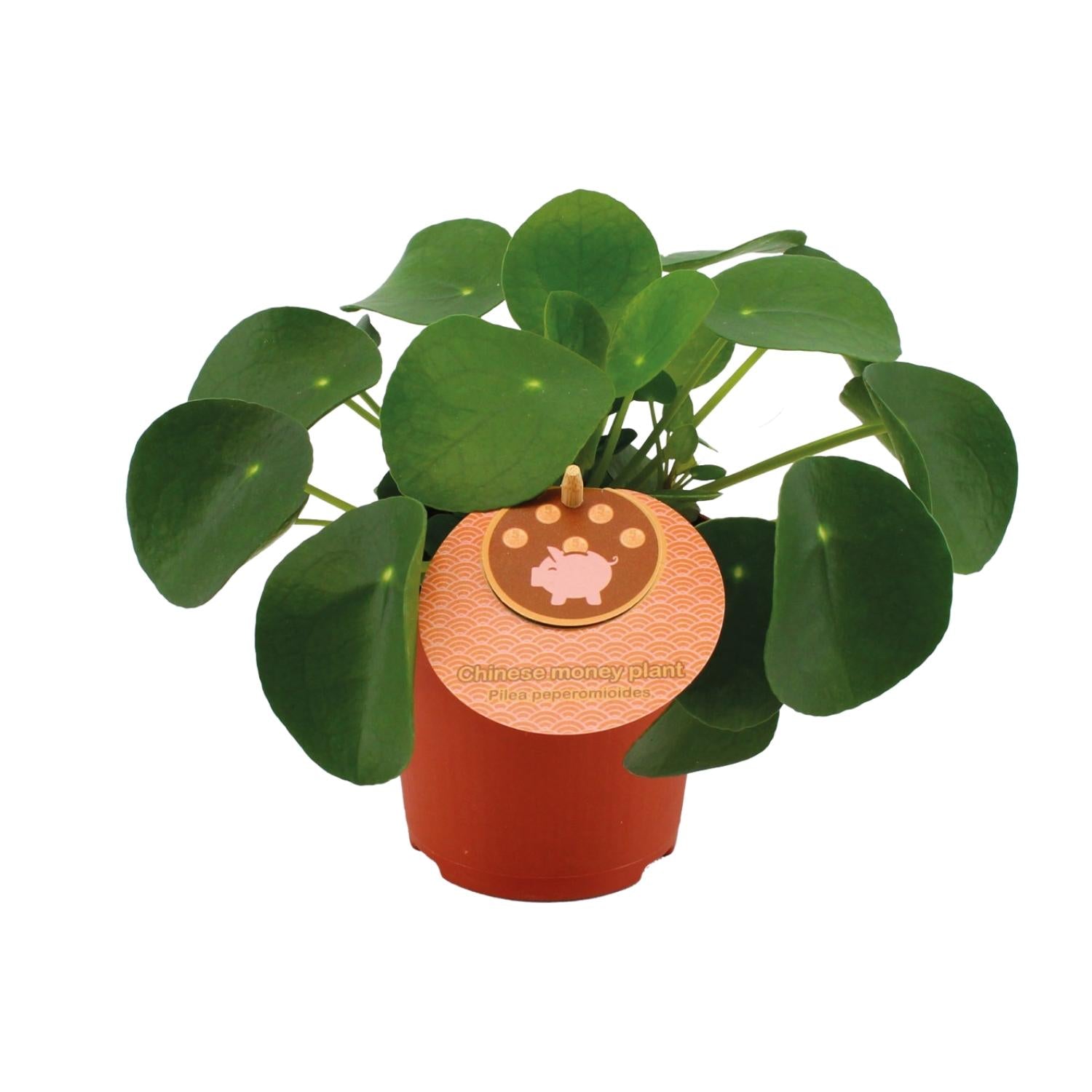 Pilea klein kaufen | Ufopflanze für Fensterbank & kleine Räume