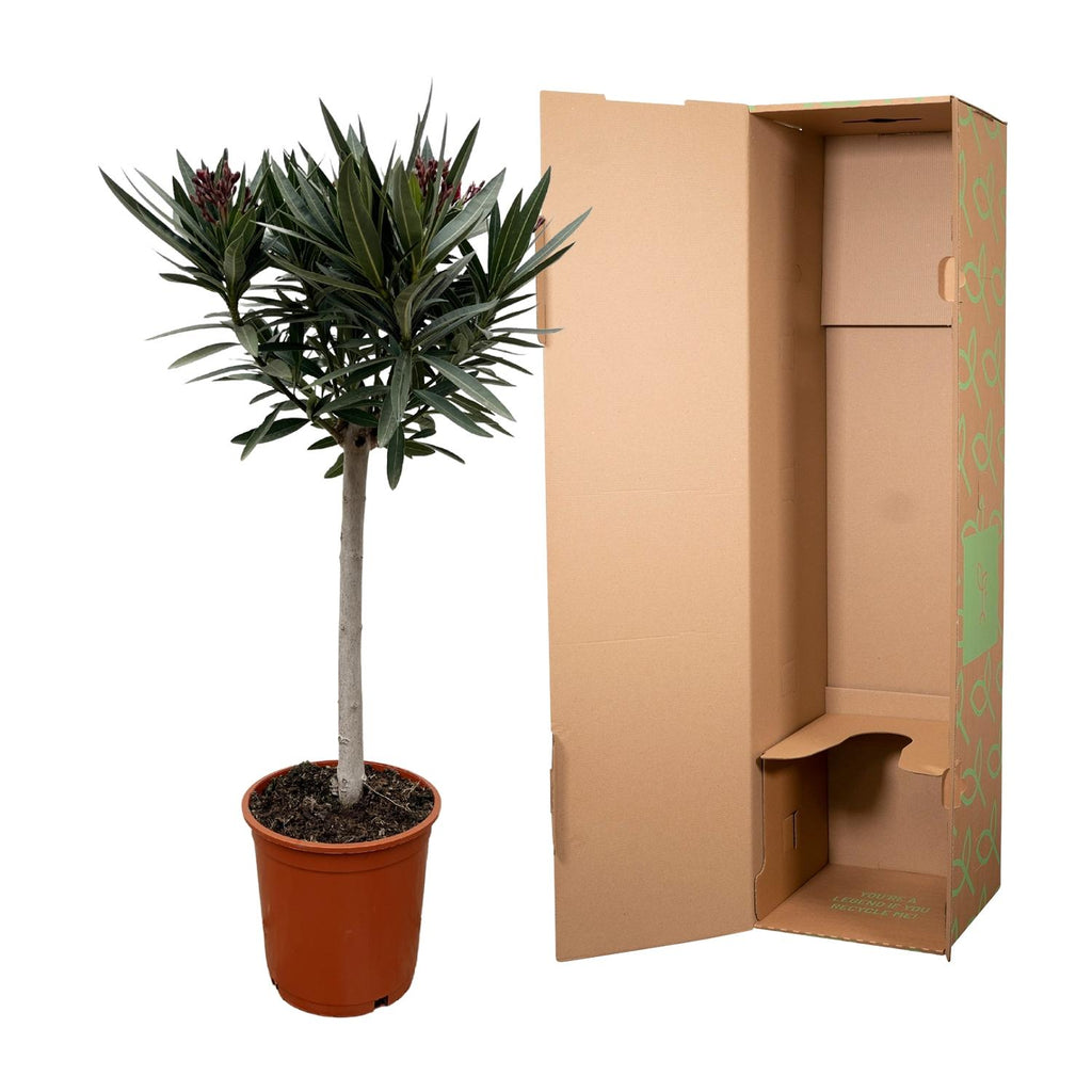 Echter Oleander - Nerium Oleander - 90cm - Ø22