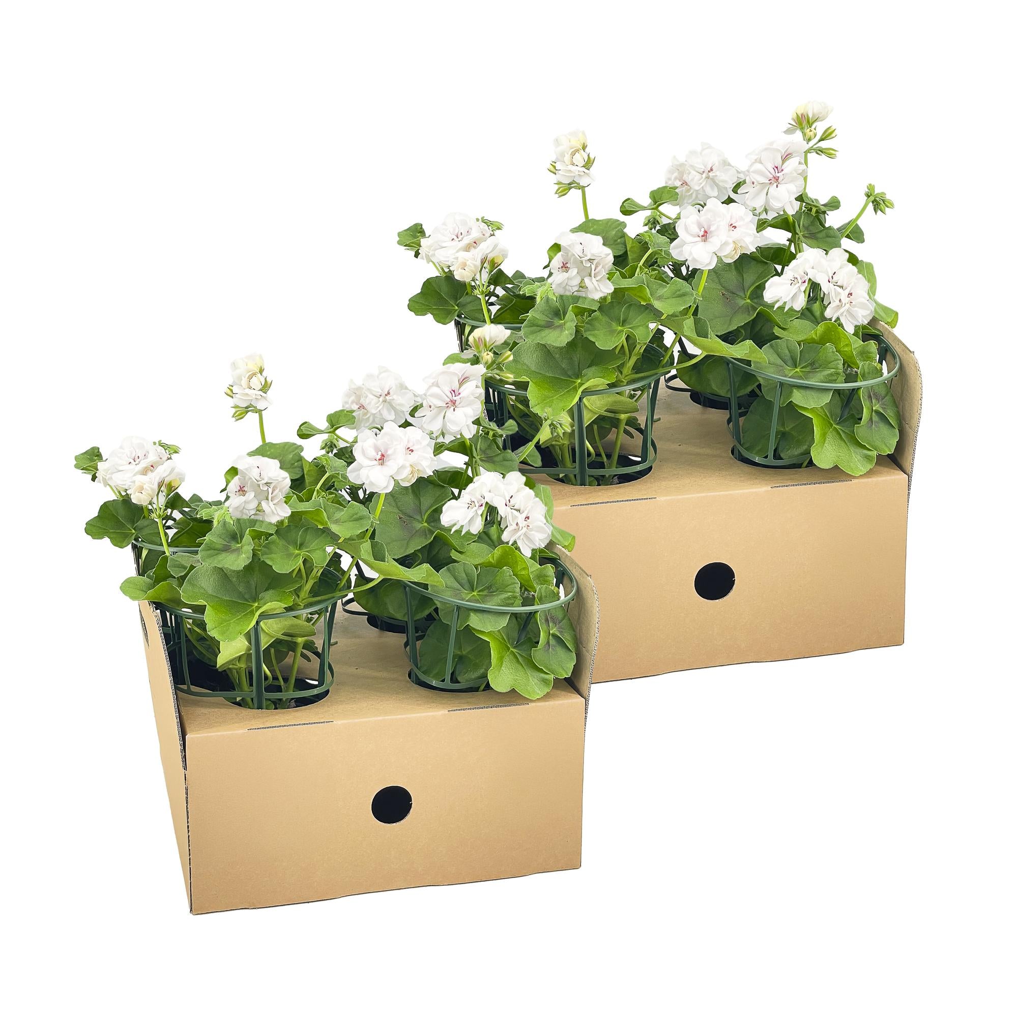 Hängegeranien Weiß 8er Set kaufen | Geranien für Balkon & Terrasse