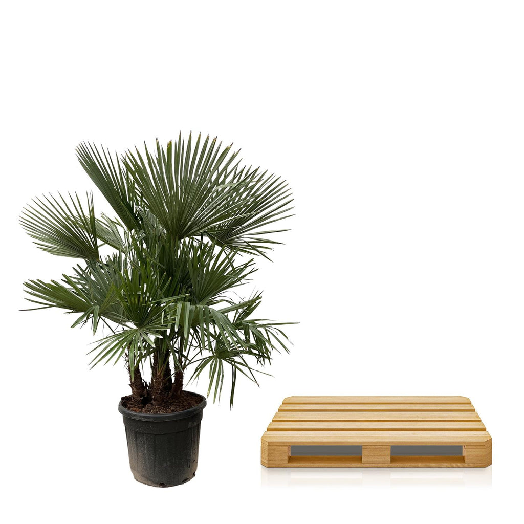 Hanfpalme - Trachycarpus multi stam - 230cm- Ø50
