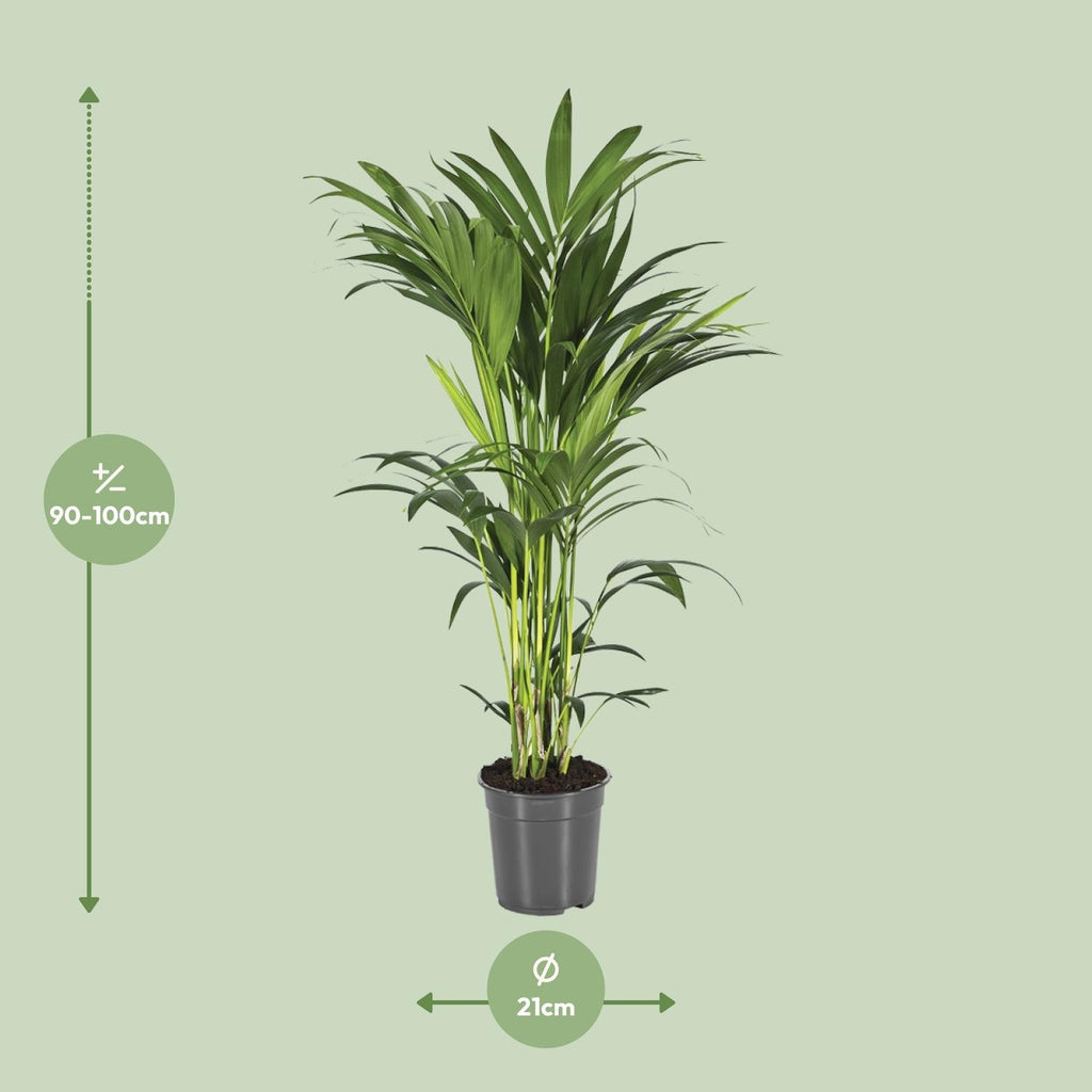 Kentia Palme kaufen | Howea forsteriana 100 cm Zimmerpalme