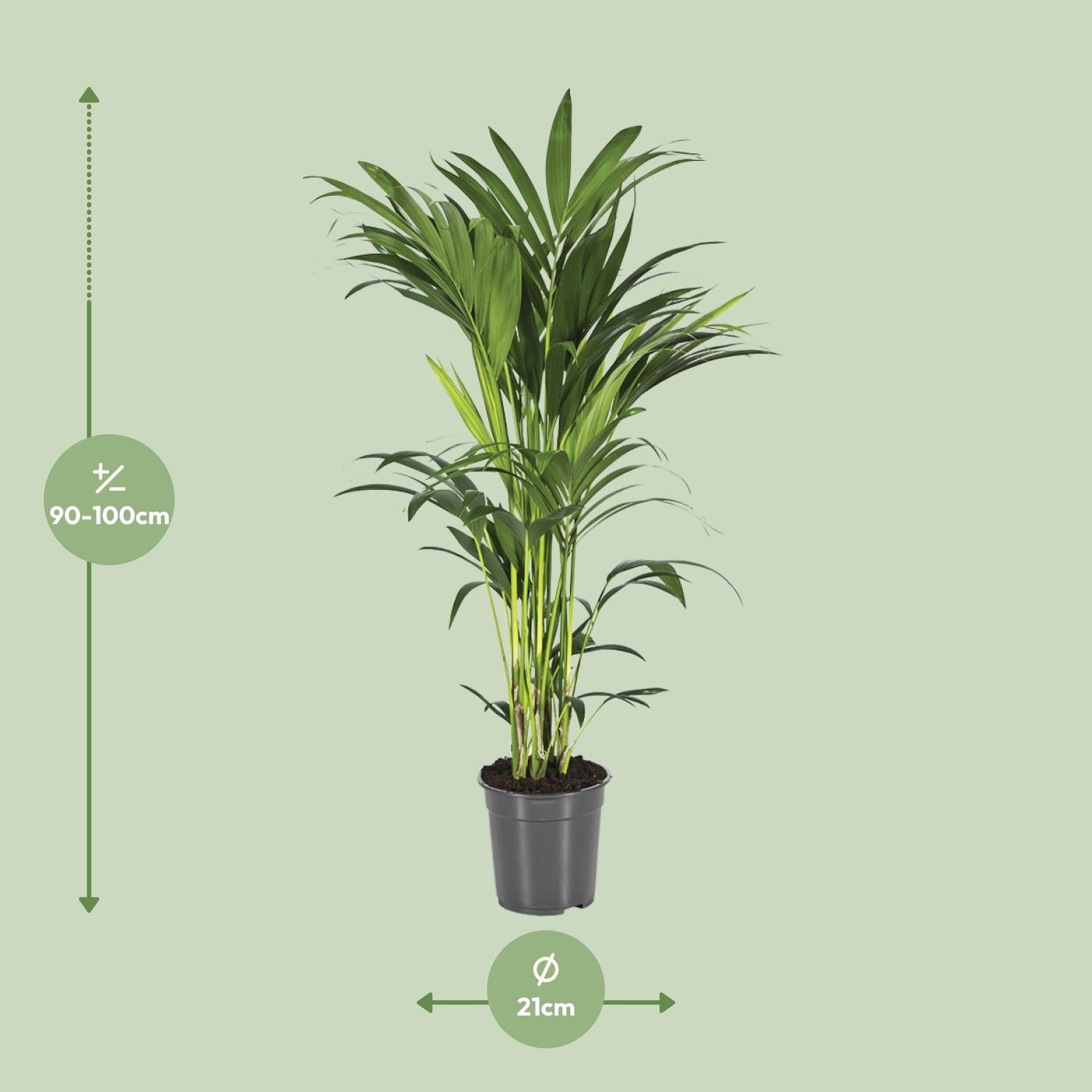 Kentia Palme kaufen | Howea forsteriana 100 cm Zimmerpalme