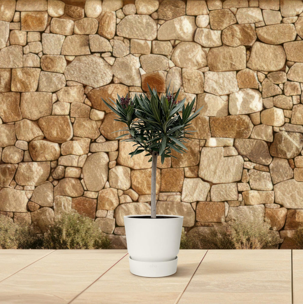 Echter Oleander - Nerium Oleander - 90cm - Ø22