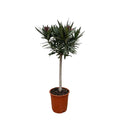 Echter Oleander - Nerium Oleander - 90cm - Ø22