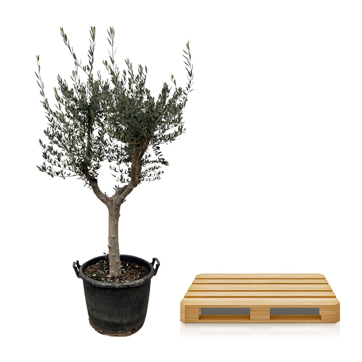 Olivenbaum - Olea Europaea Cultivo - 230cm- Ø45