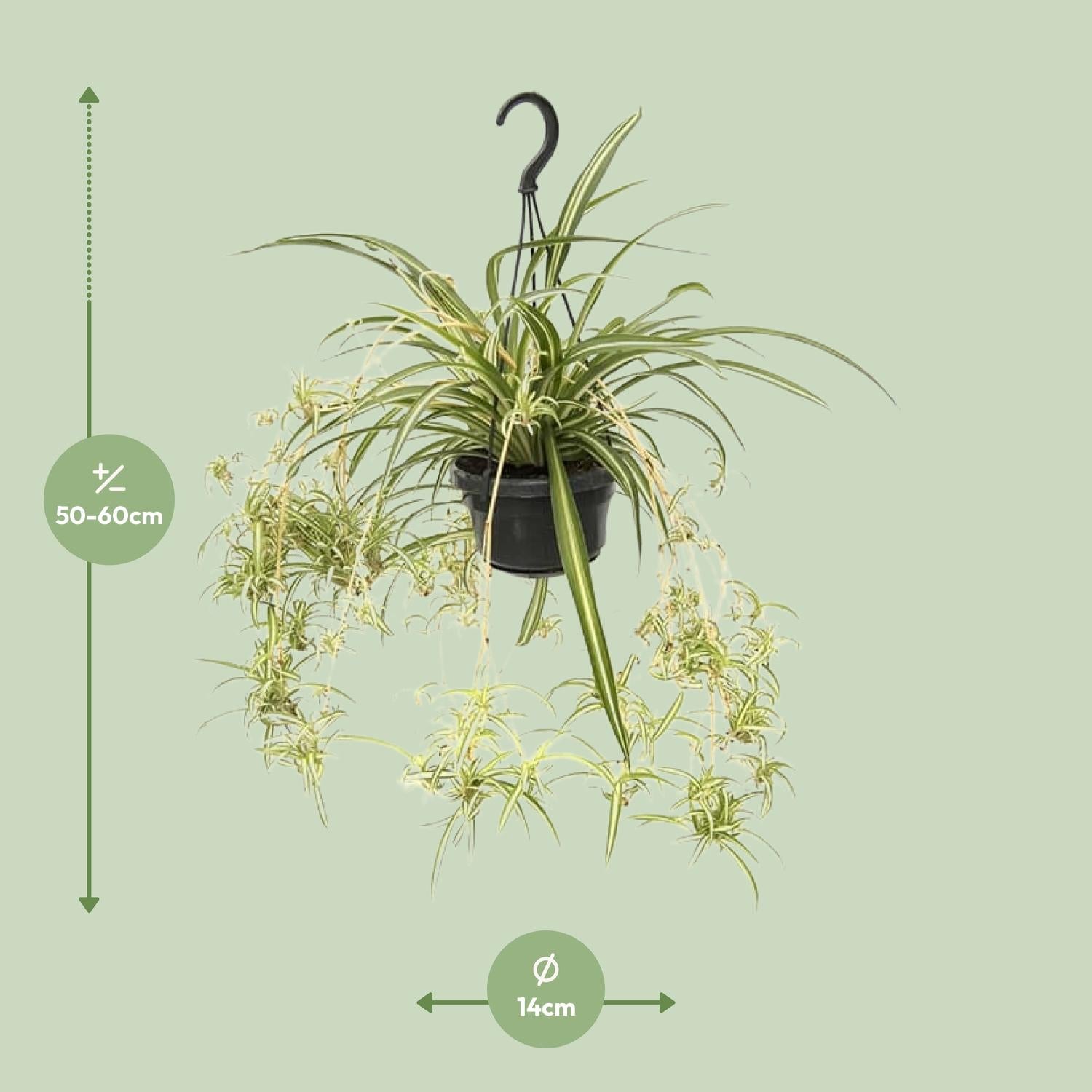 Grünlilie kaufen | Chlorophytum variegatum pflegeleichte Zimmerpflanze