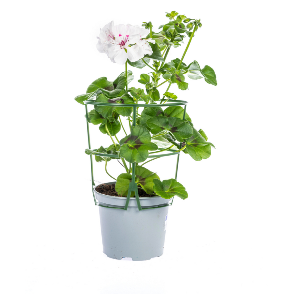 Hängegeranien 8er Set kaufen | Geranien Mix für Balkon & Terrasse