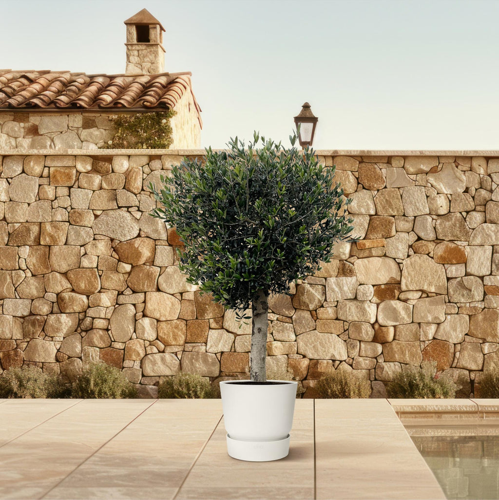Olivenbaum - Olea Europaea Lorc - 180cm- Ø50