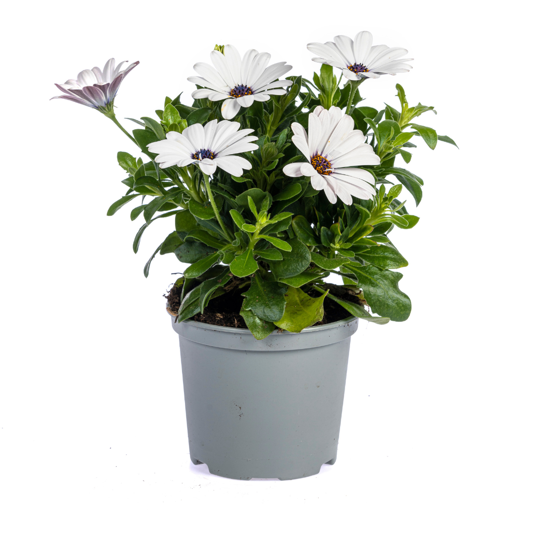 Kapmargerite Weiß 8er Set kaufen | Osteospermum für Balkon & Garten