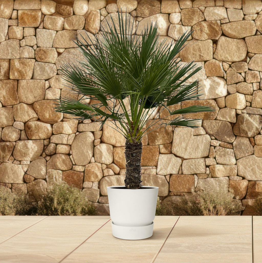 Europäische Zwergpalme - Chamaerops Humilis - 150 cm - Ø45cm