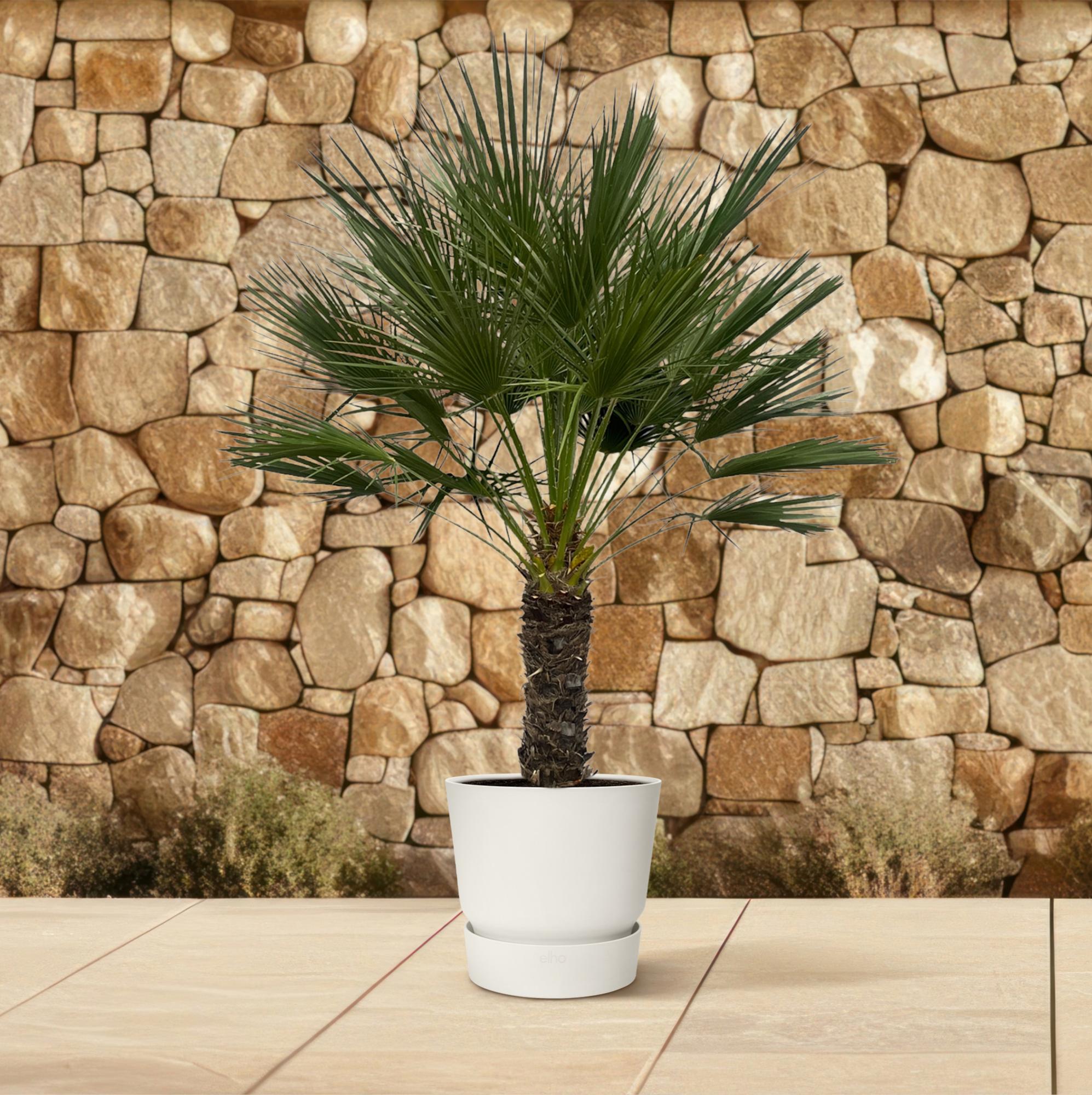 Europäische Zwergpalme - Chamaerops Humilis - 150 cm - Ø45cm