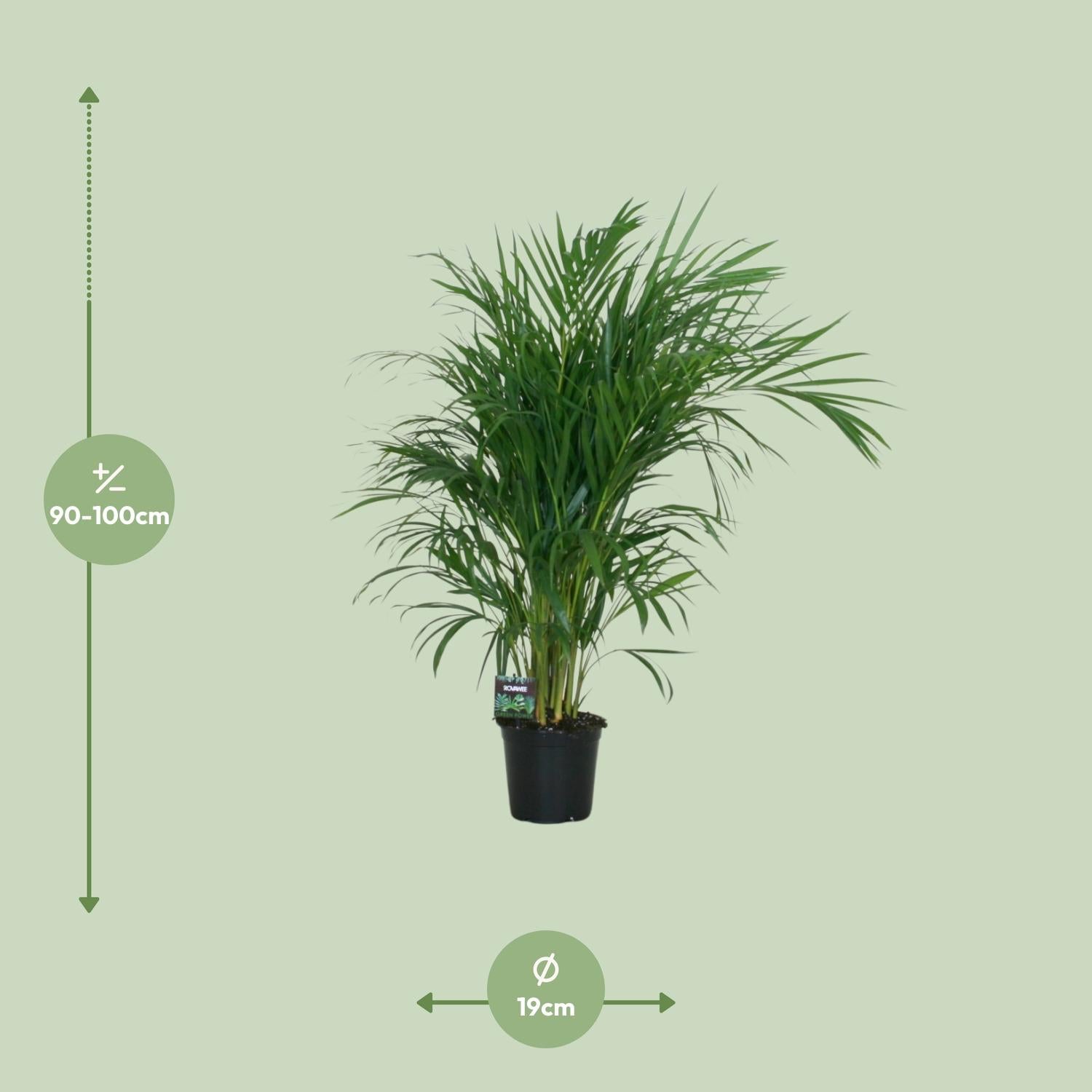 Areca Palme kaufen | Goldfruchtpalme Dypsis lutescens 100 cm