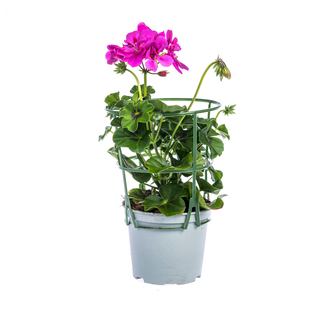 Hängegeranien Lila 8er Set kaufen | Geranien für Balkon & Terrasse