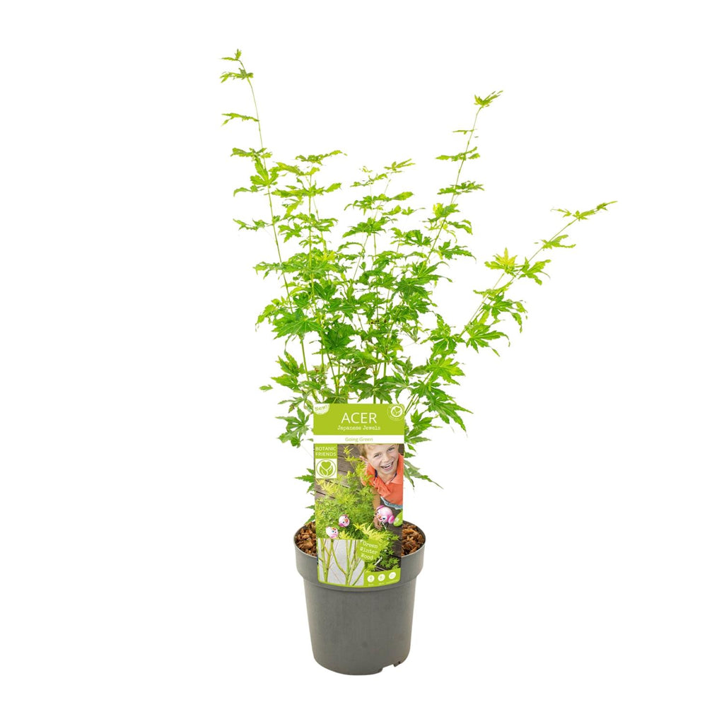Japanischer Ahorn kaufen | Acer palmatum ‘Going Green’ Kübelpflanze
