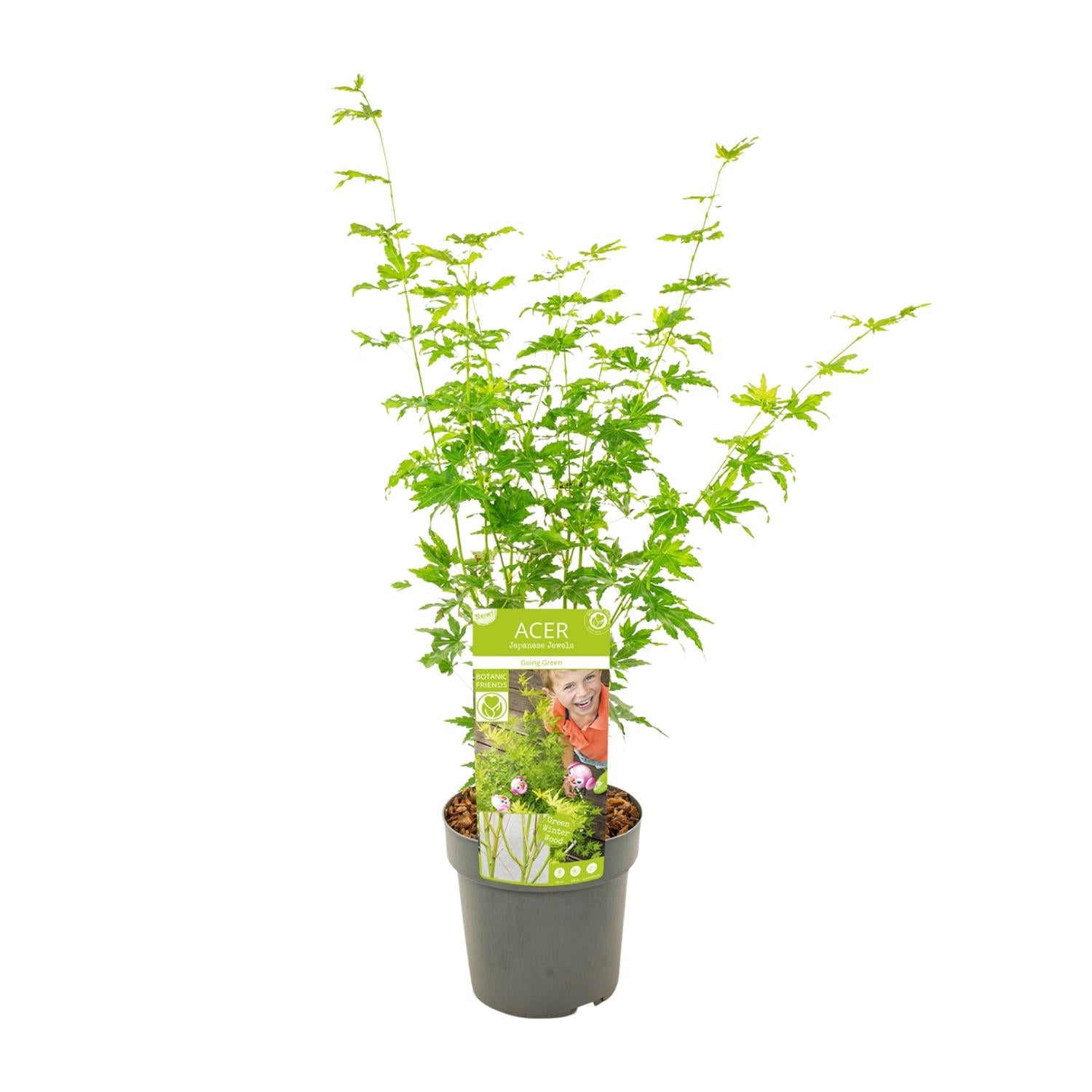Japanischer Ahorn kaufen | Acer palmatum ‘Going Green’ Kübelpflanze