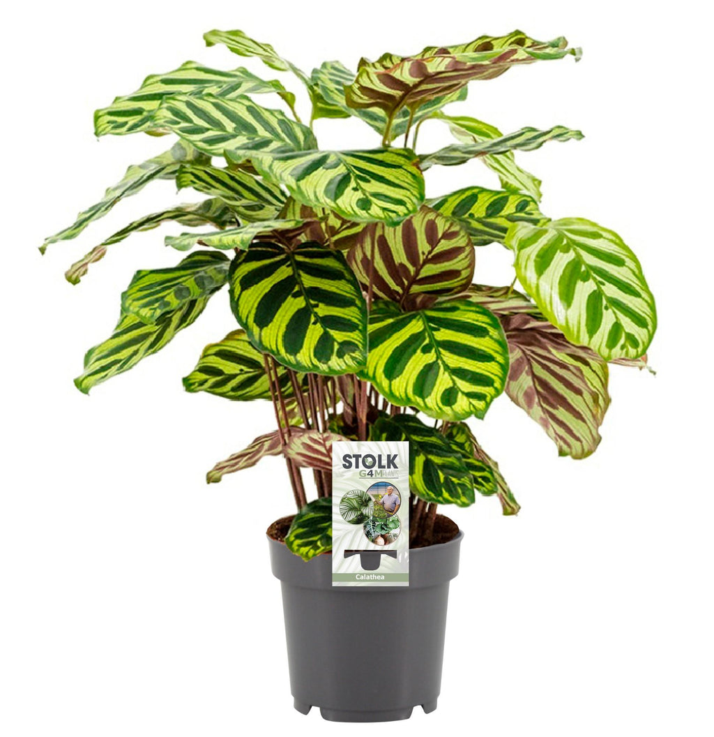 Calathea makoyana kaufen | Pfauen-Korbmarante Zimmerpflanze 45 cm