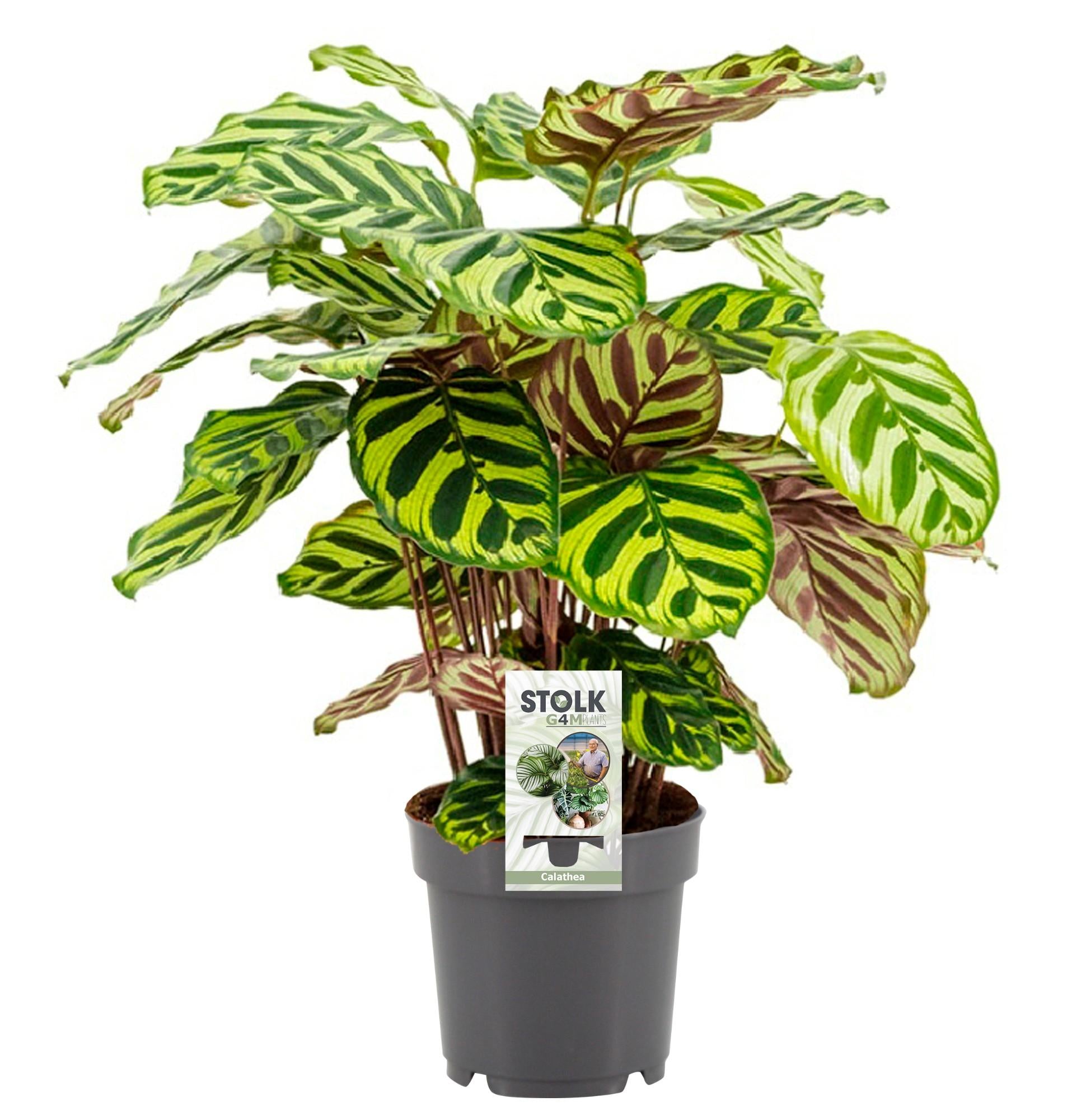 Calathea makoyana kaufen | Pfauen-Korbmarante Zimmerpflanze 45 cm