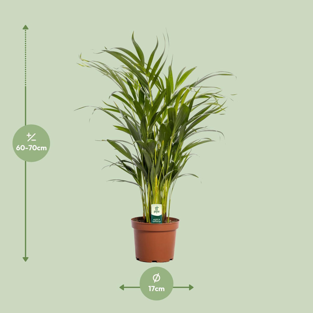 Areca Palme klein | Dypsis lutescens 65 cm Zimmerpalme