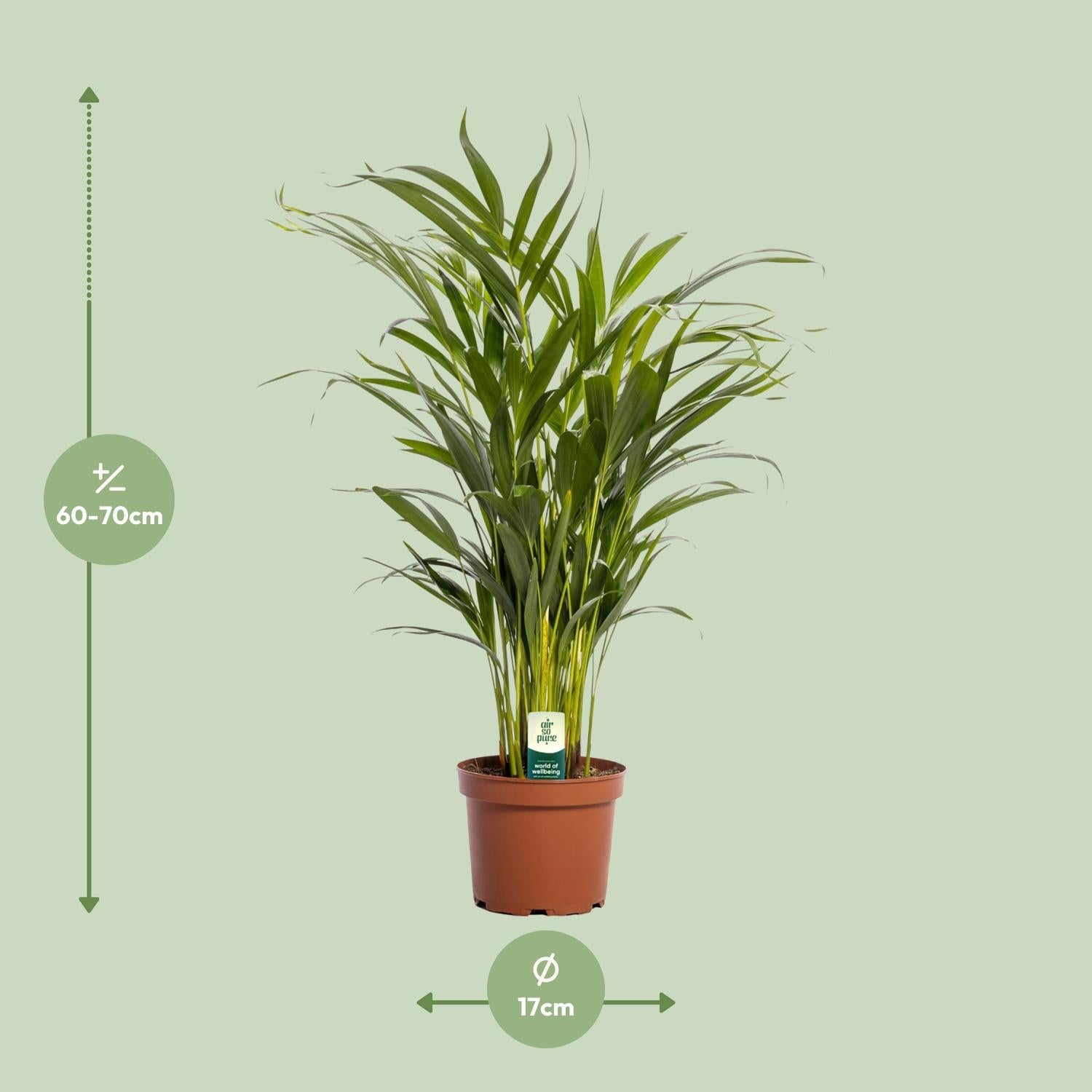 Areca Palme klein | Dypsis lutescens 65 cm Zimmerpalme