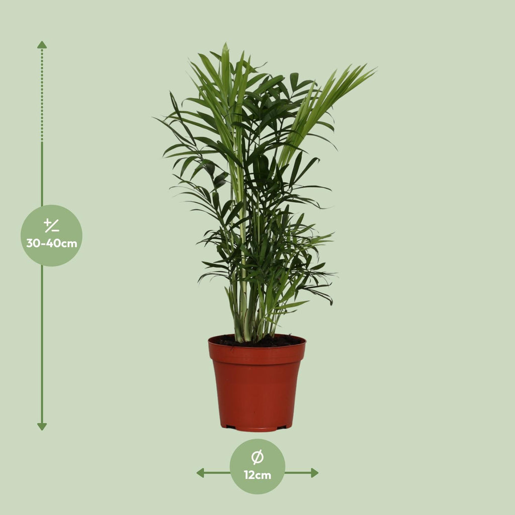 Zimmerpalme kaufen | Chamaedorea elegans kleine Parlor-Palme