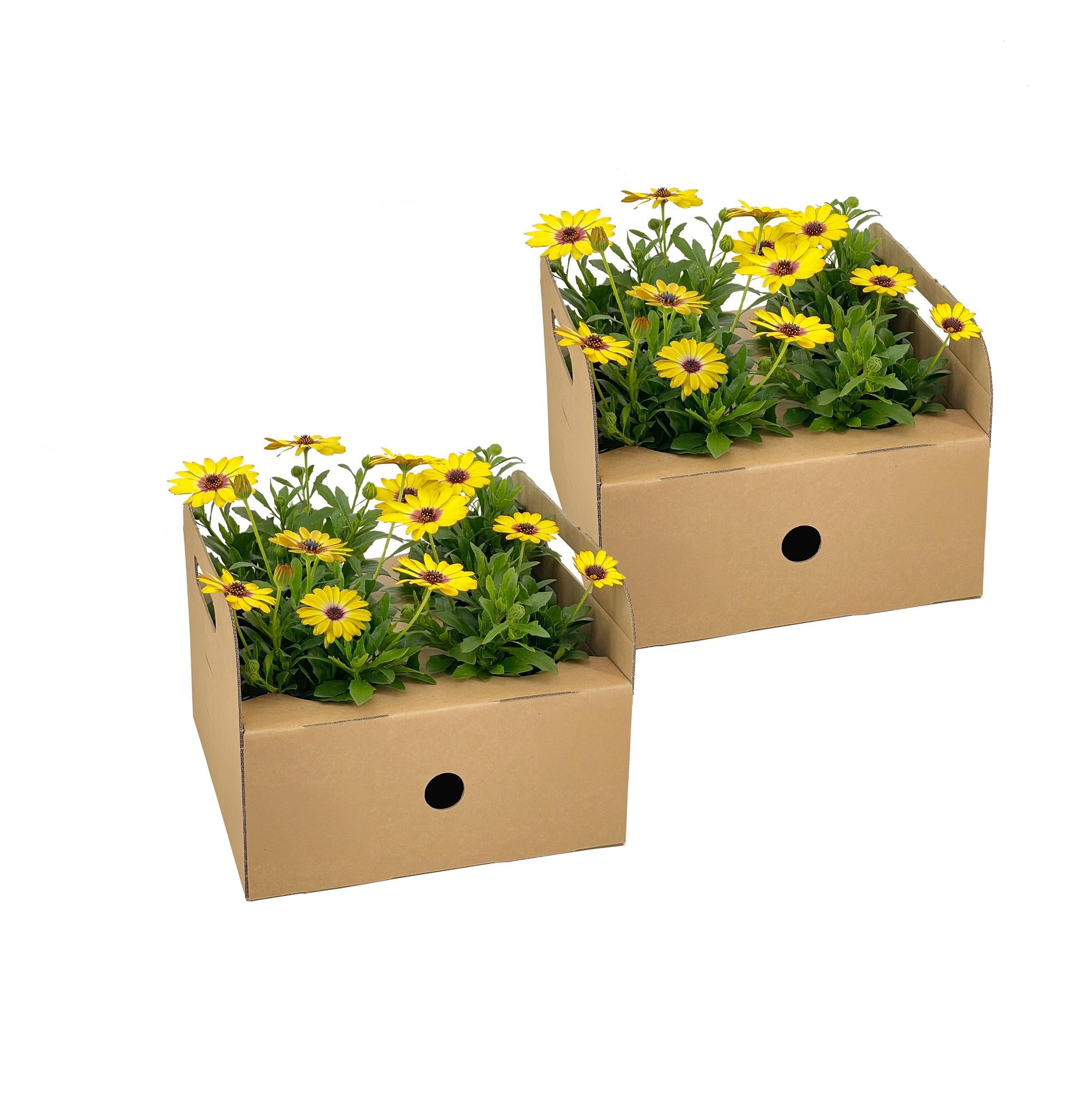 Kapmargerite Gelb 8er Set kaufen | Osteospermum für Balkon & Garten