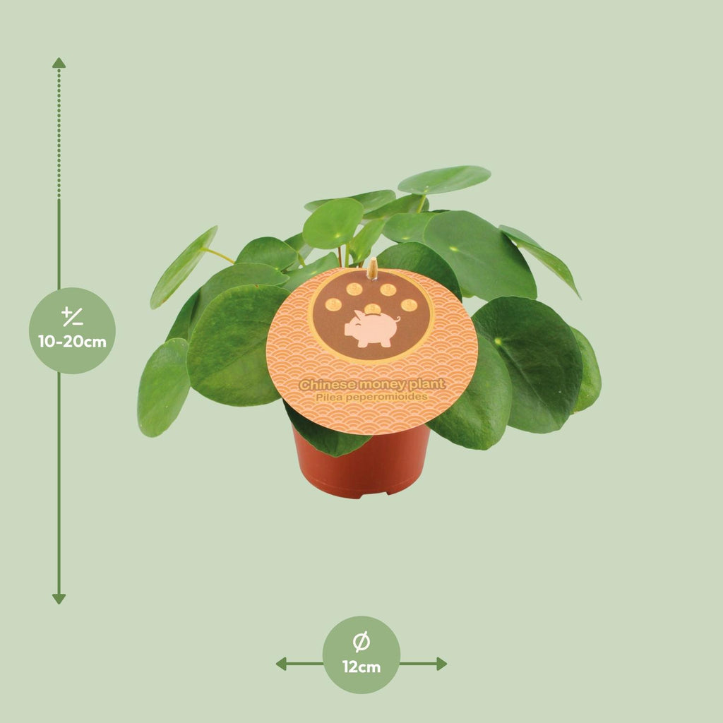 Pilea kaufen | Ufopflanze / Glückstaler Zimmerpflanze 20 cm