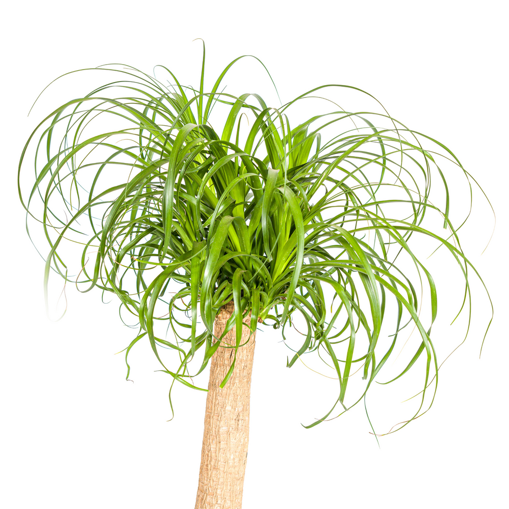 Elefantenfuß kaufen 80–100 cm | Beaucarnea recurvata Zimmerpflanze