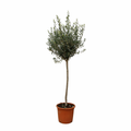 Olivenbaum  - Olea Europaea - 160cm- Ø24