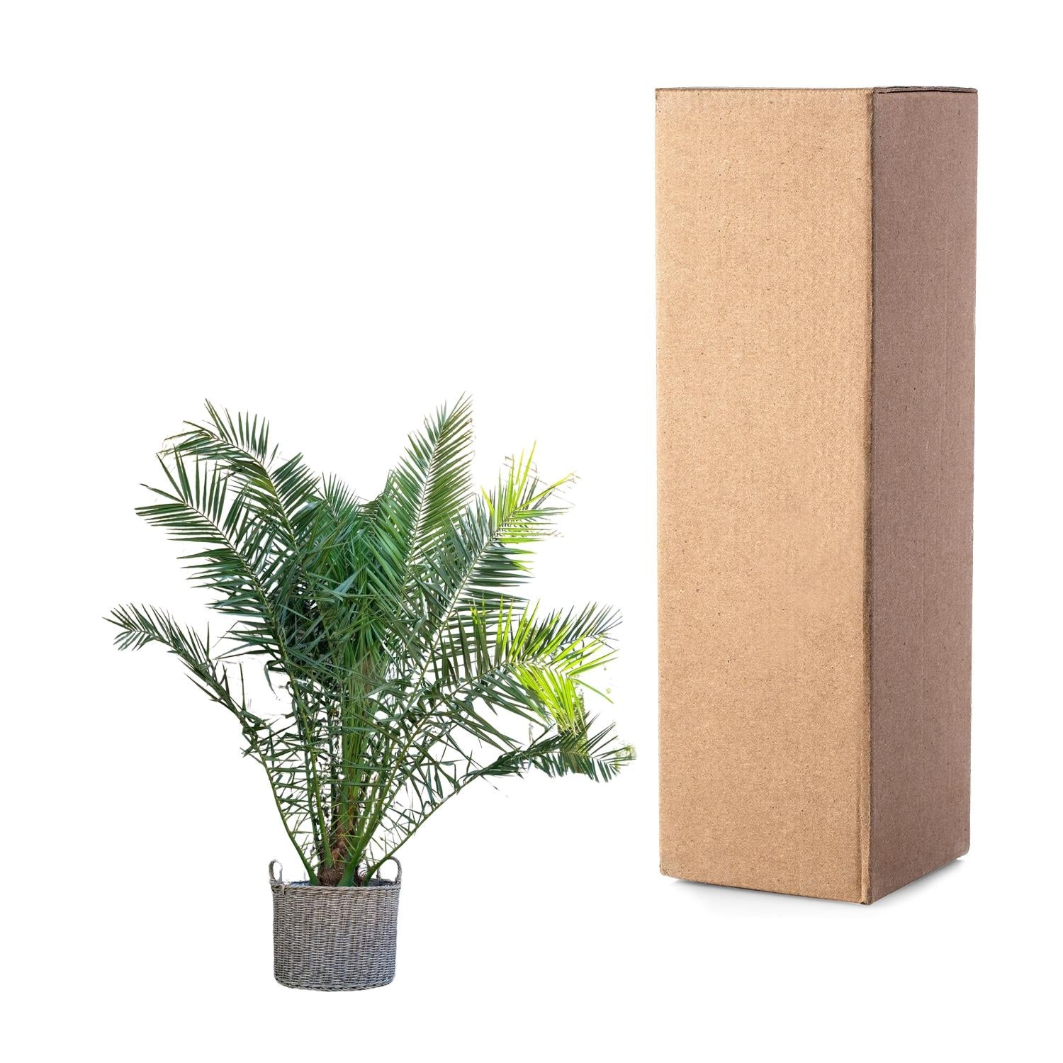 Kanarische Dattelpalme - Phoenix Canariensis - 300cm - ø50