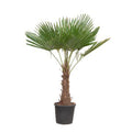 Chinesische Hanfpalme - Trachycarpus Fortuneii - 180-220 cm - Ø32-40cm