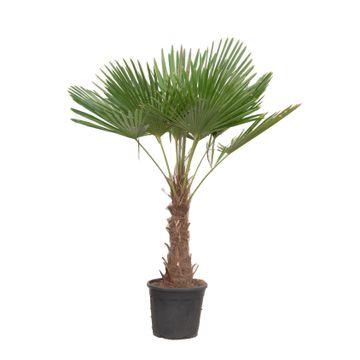 Chinesische Hanfpalme - Trachycarpus Fortuneii - 180-220 cm - Ø32-40cm