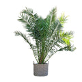 Kanarische Dattelpalme - Phoenix Canariensis - 300cm - ø50