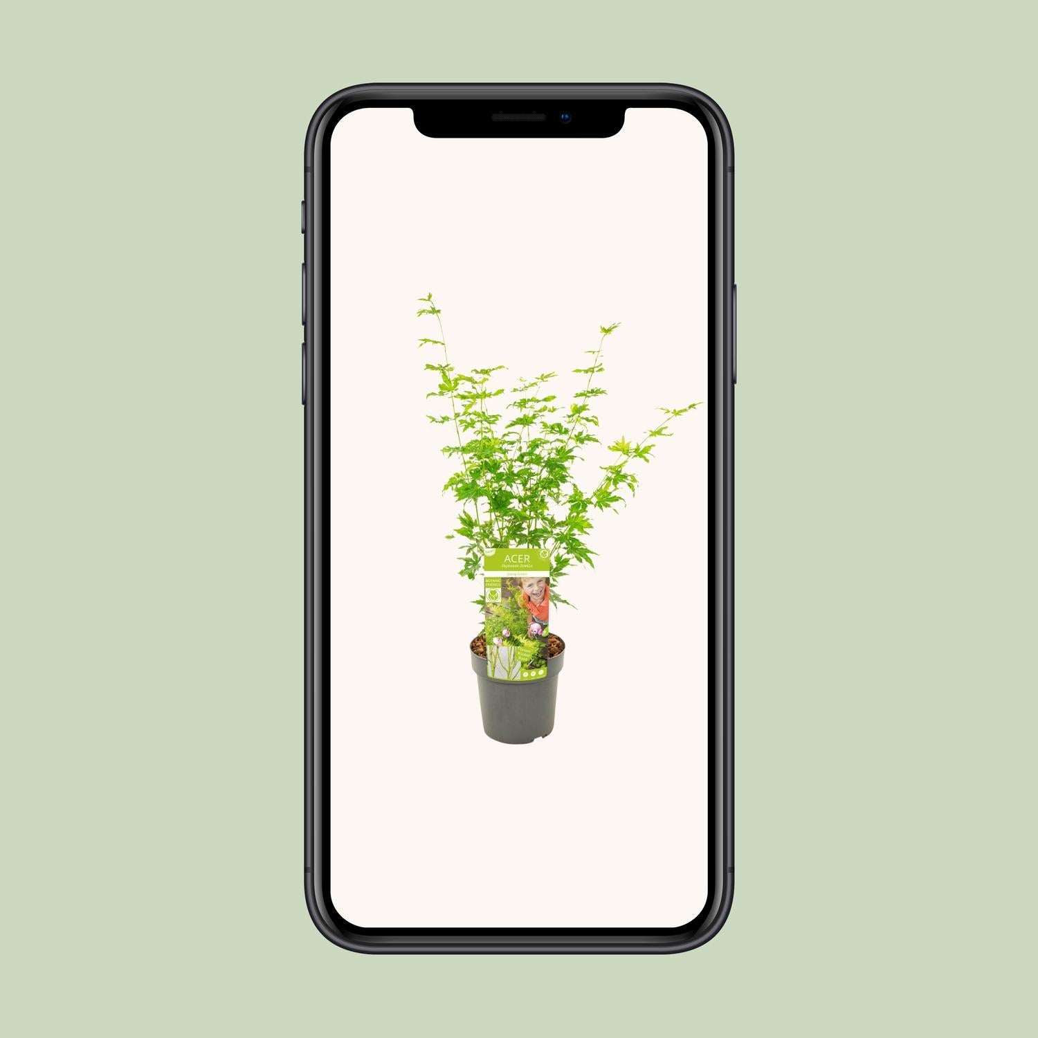 Japanischer Ahorn kaufen | Acer palmatum ‘Going Green’ Kübelpflanze