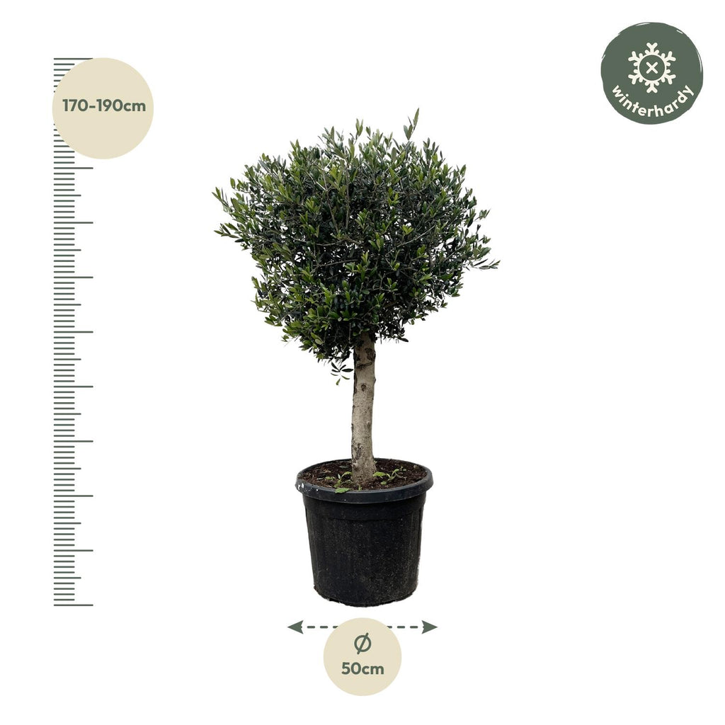 Olivenbaum - Olea Europaea Lorc - 180cm- Ø50