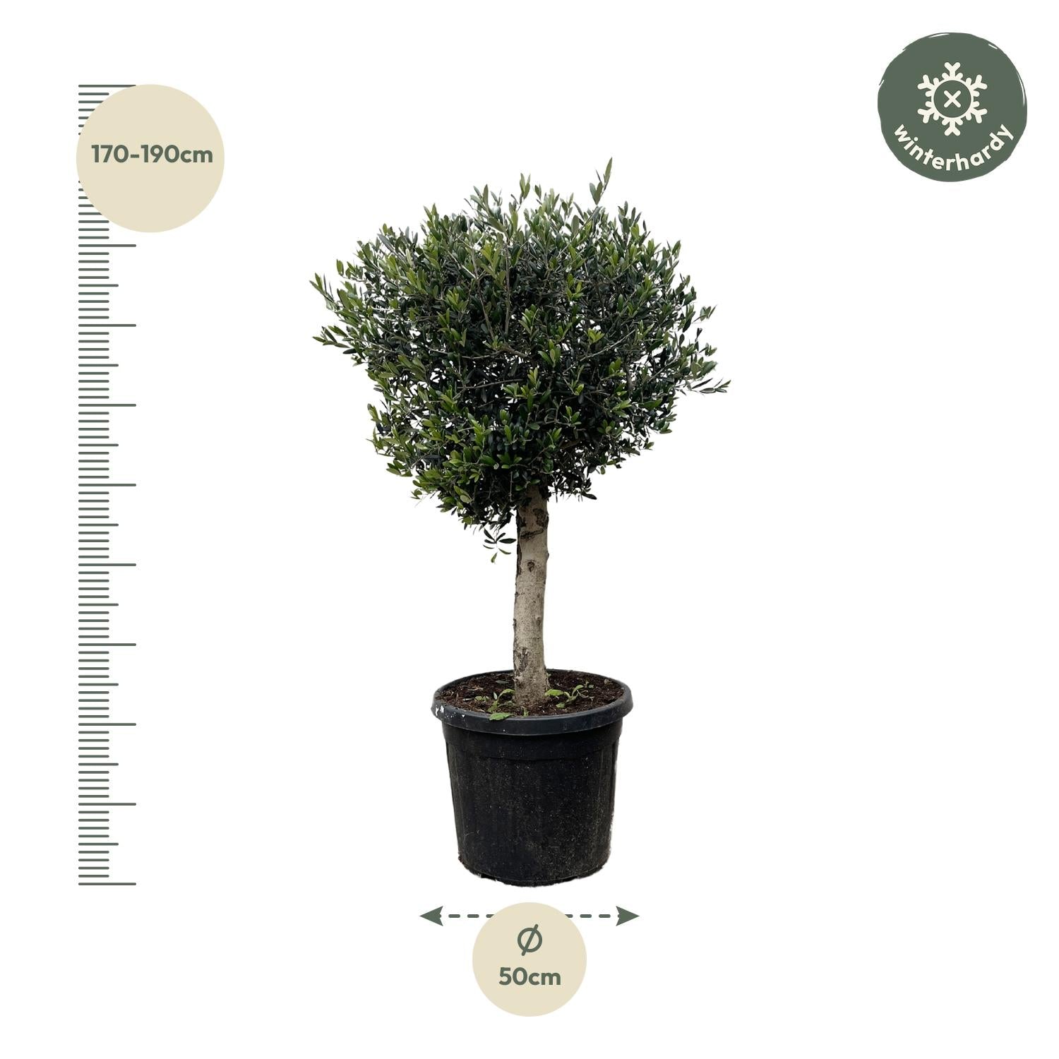 Olivenbaum - Olea Europaea Lorc - 180cm- Ø50