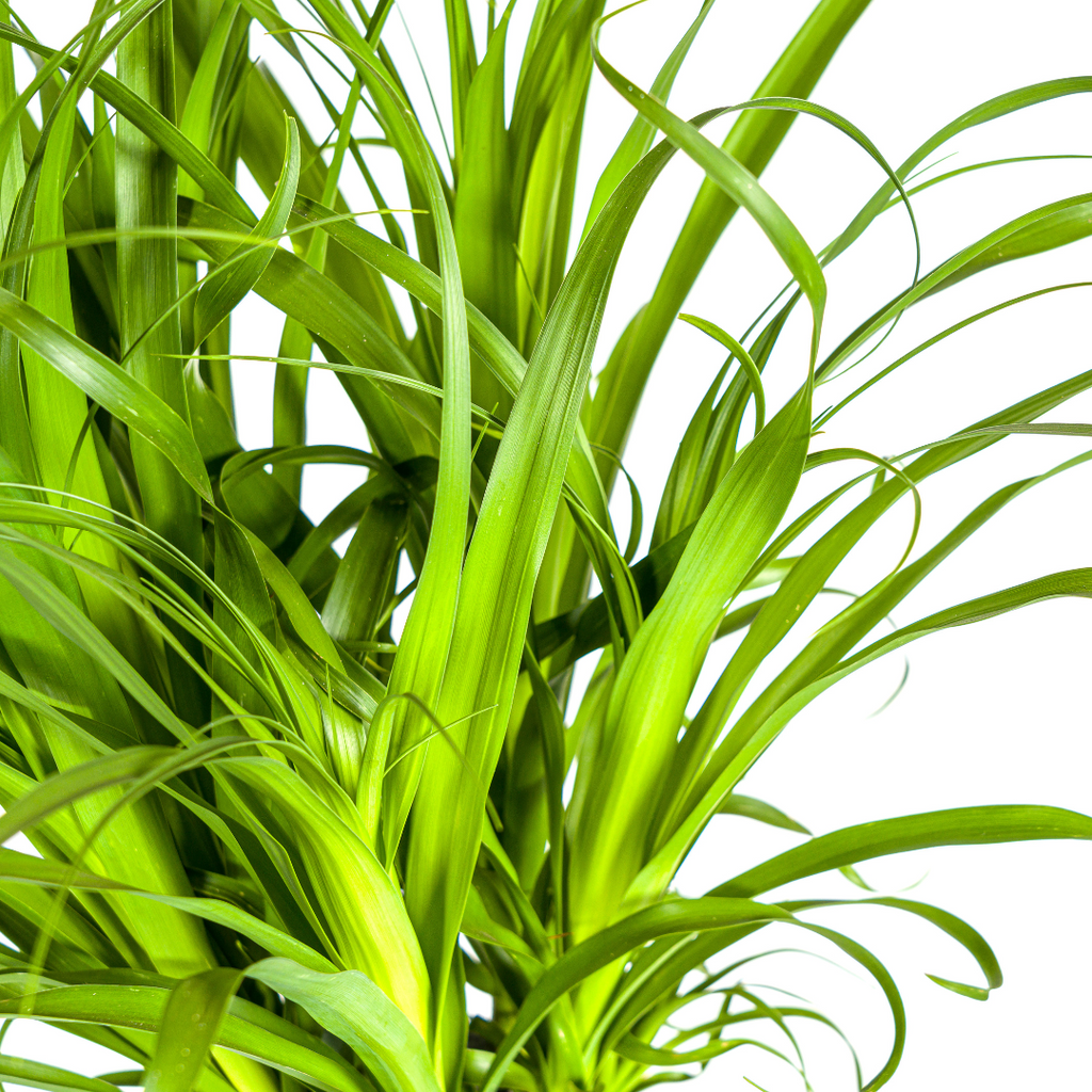 Großer Elefantenfuß kaufen 110–130 cm | Beaucarnea recurvata