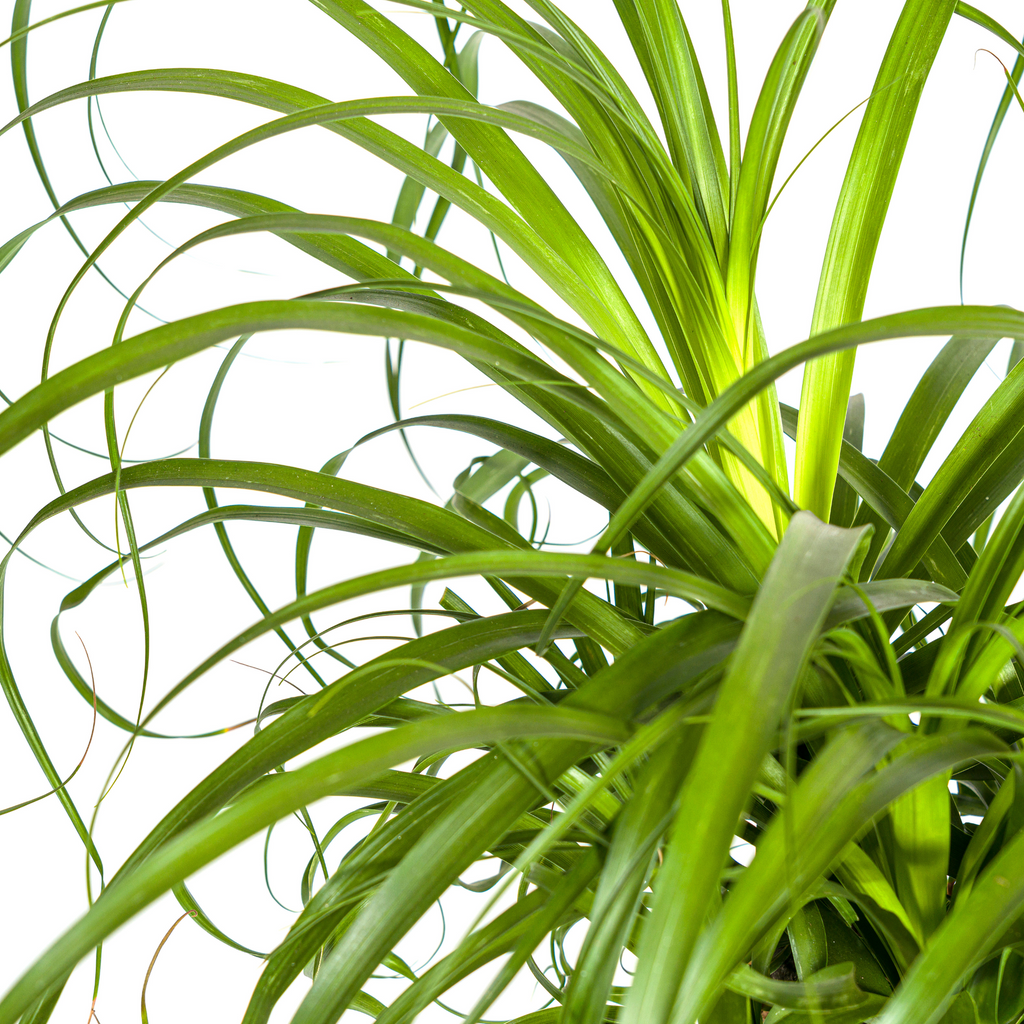 Elefantenfuß kaufen 80–100 cm | Beaucarnea recurvata Zimmerpflanze
