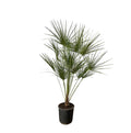Zwergpalme auf Stamm 160 cm kaufen | Chamaerops humilis Hochstamm