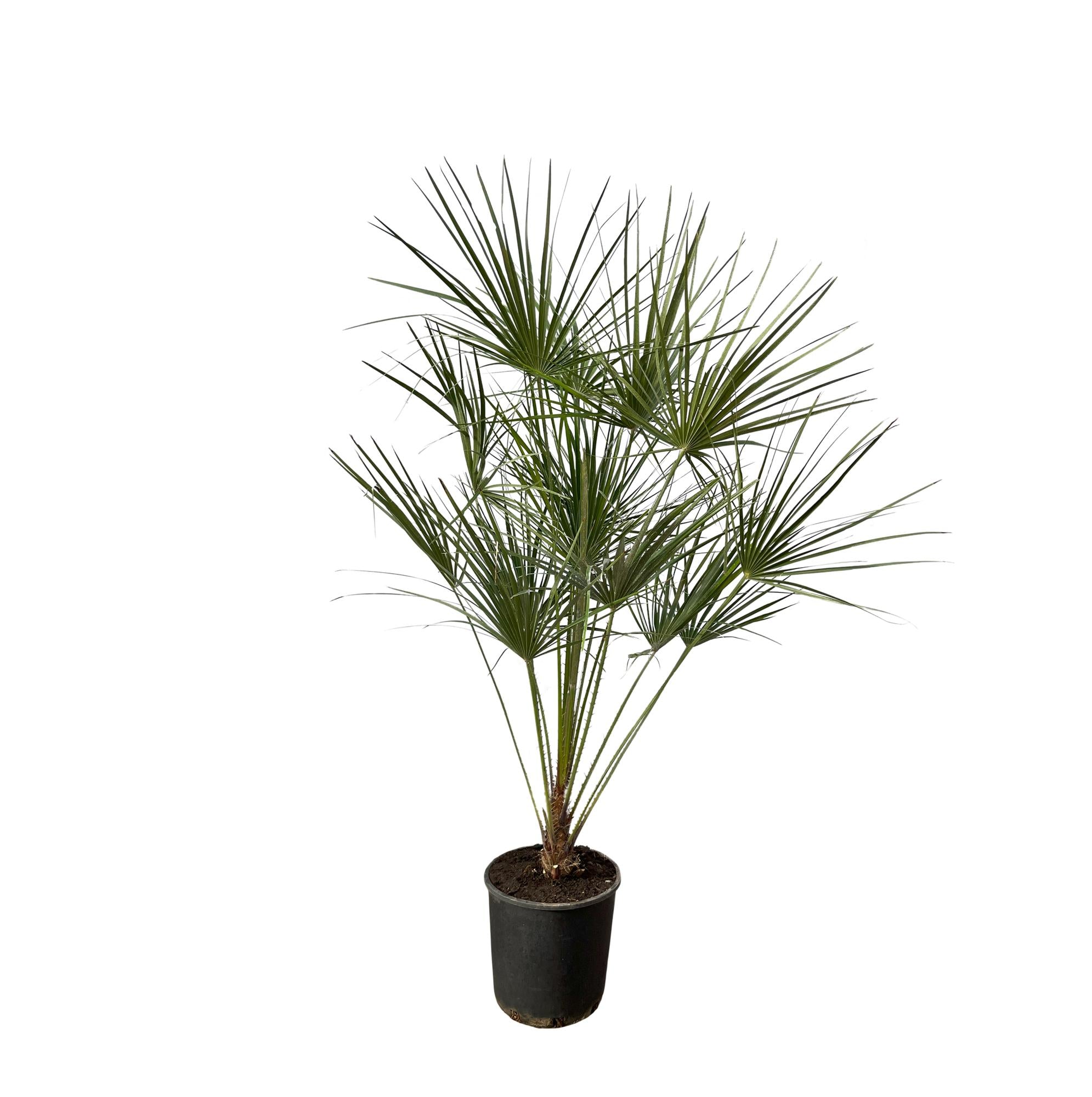 Zwergpalme auf Stamm 160 cm kaufen | Chamaerops humilis Hochstamm