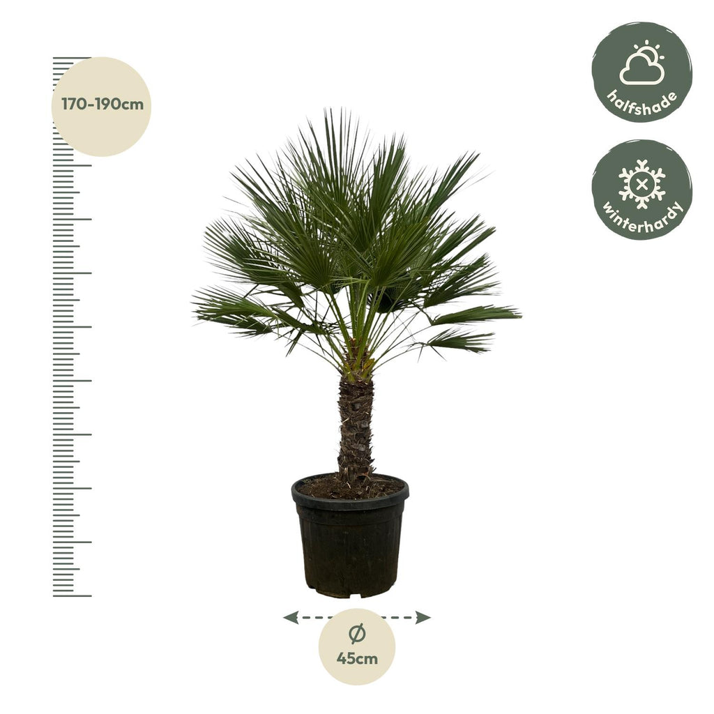 Europäische Zwergpalme - Chamaerops Humilis - 150 cm - Ø45cm