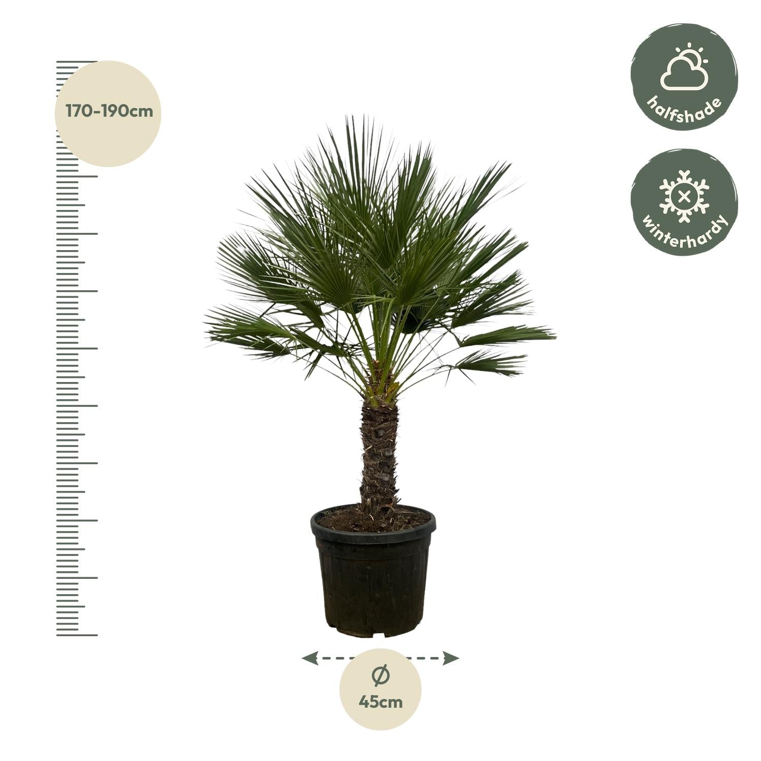 Europäische Zwergpalme - Chamaerops Humilis - 150 cm - Ø45cm