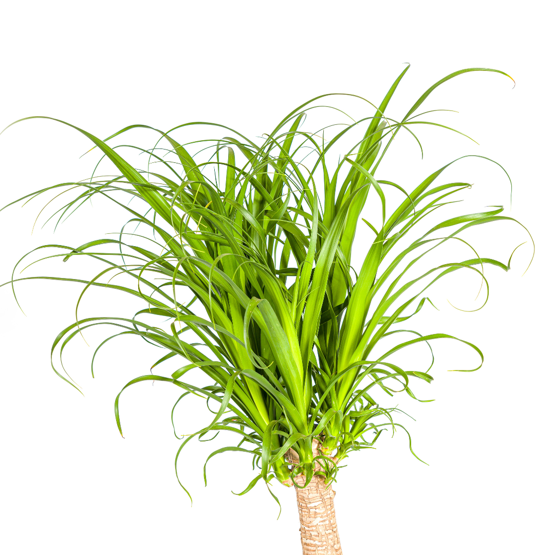 Großer Elefantenfuß kaufen 110–130 cm | Beaucarnea recurvata