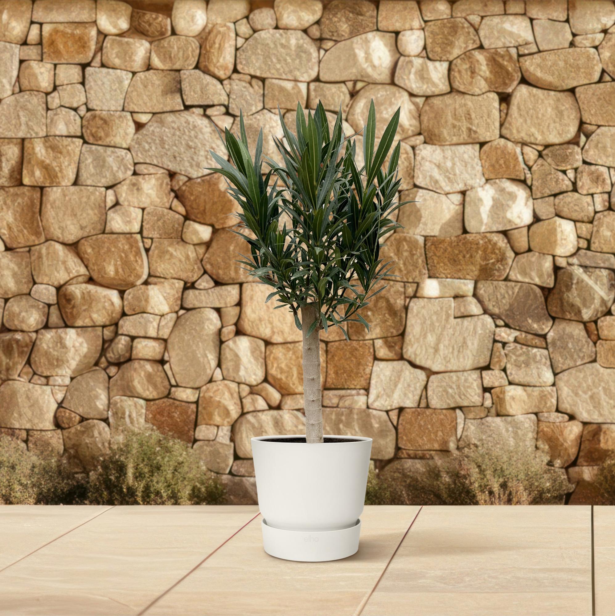 Echter Oleander - Nerium Oleander - 110cm - Ø22