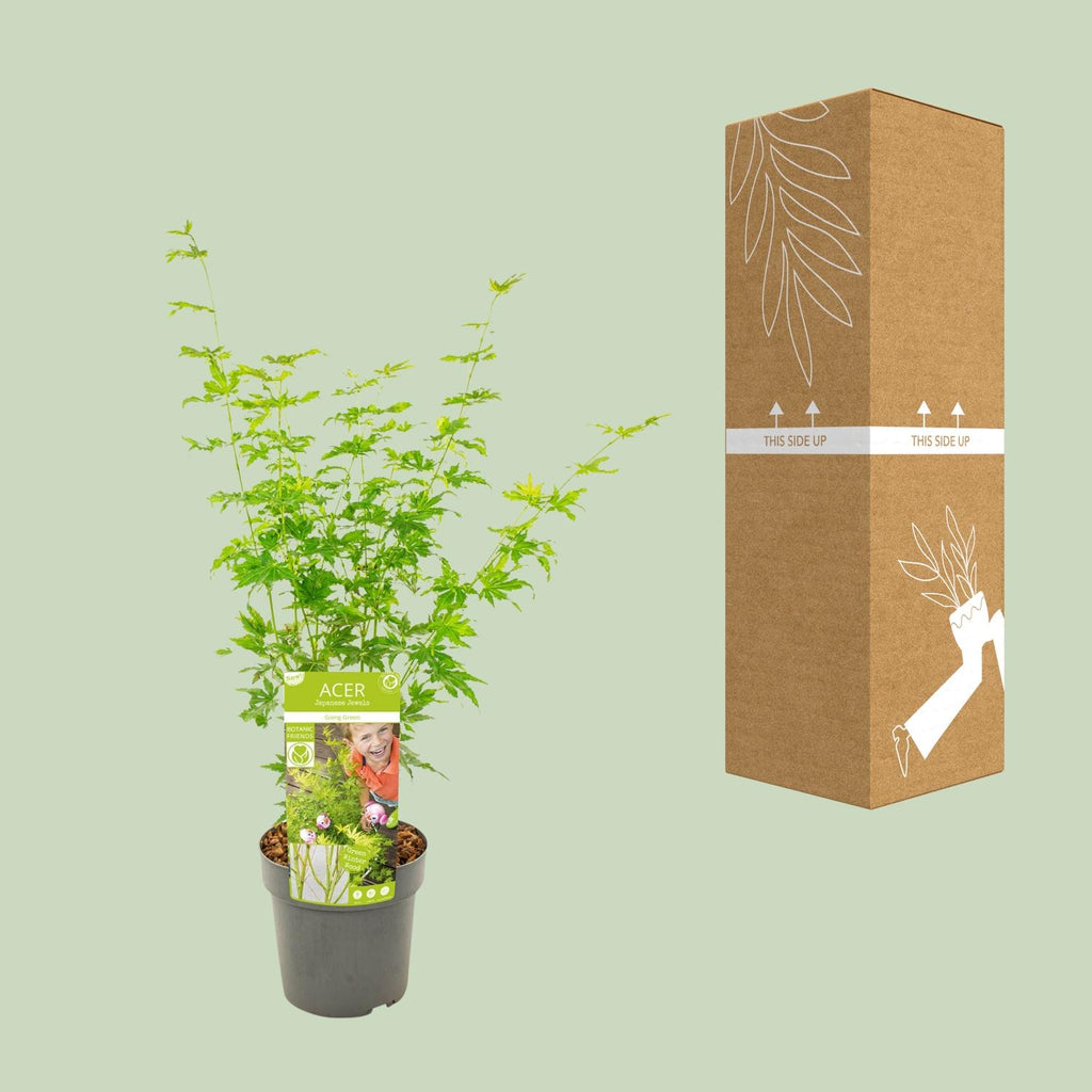 Japanischer Ahorn kaufen | Acer palmatum ‘Going Green’ Kübelpflanze