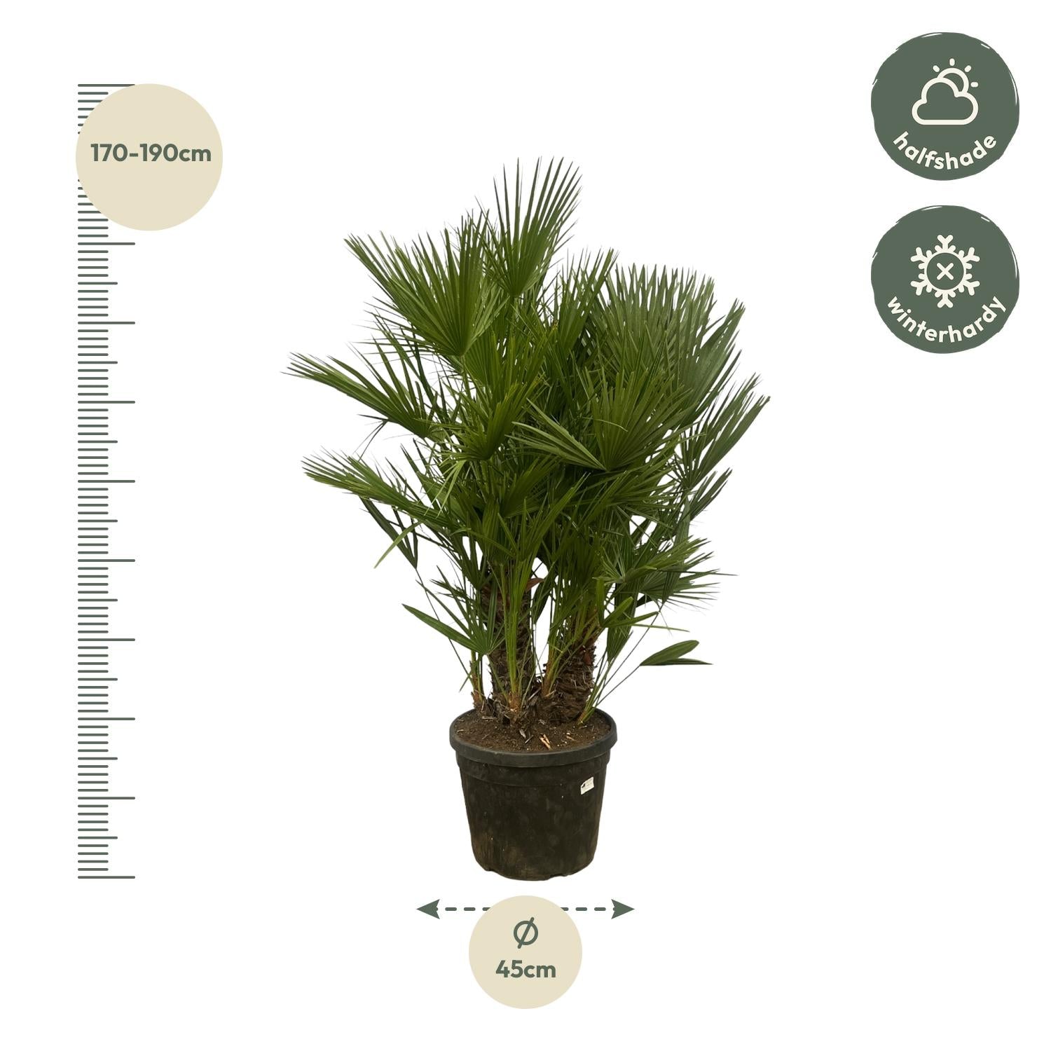 Europäische Zwergpalme - Chamaerops Humilis - 160 - 220 cm - Ø50cm