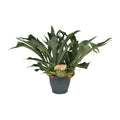 Geweihfarn kaufen | Platycerium bifurcatum Hängepflanze 50 cm